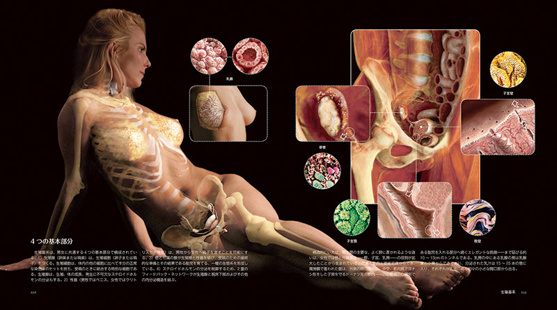 女性生体解剖  イメージナビ